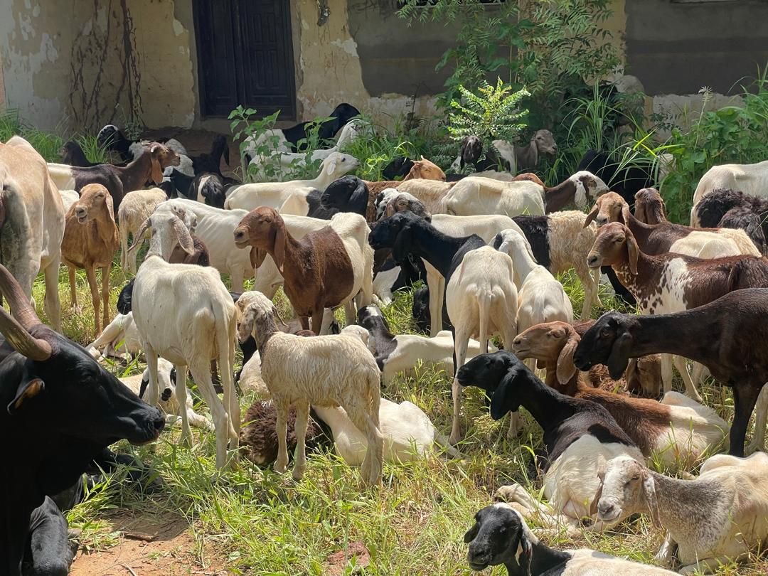 OPFY Troops Survive Ambush, Kill Terrorists in Sokoto