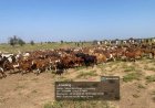 OPFY Troops Thwart Ambush, Recover 520 Cows, Kill 2 Bandits in Northwest 