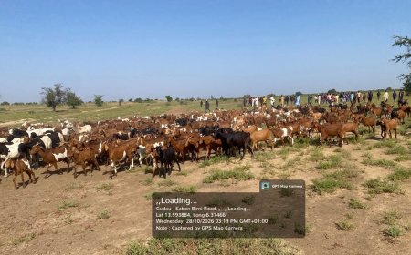 OPFY Troops Thwart Ambush, Recover 520 Cows, Kill 2 Bandits in Northwest 