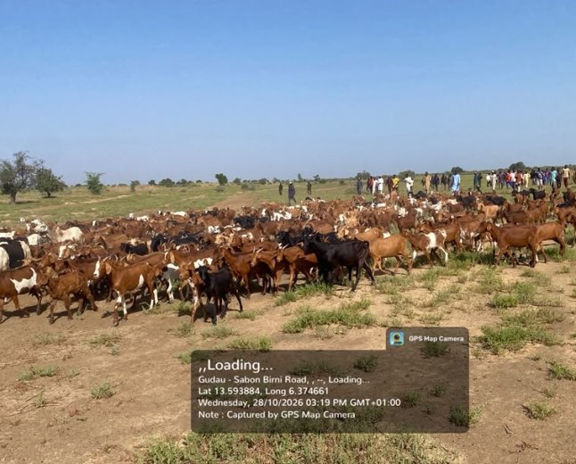 OPFY Troops Thwart Ambush, Recover 520 Cows, Kill 2 Bandits in Northwest 